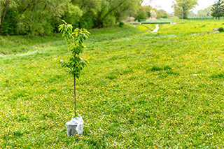 Plant A Tree A Year